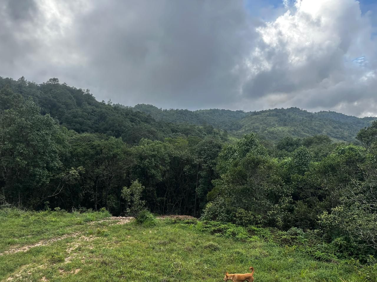 5 Acre Land for Sale – Devaramane, Mudigere (Chikkamagaluru District)